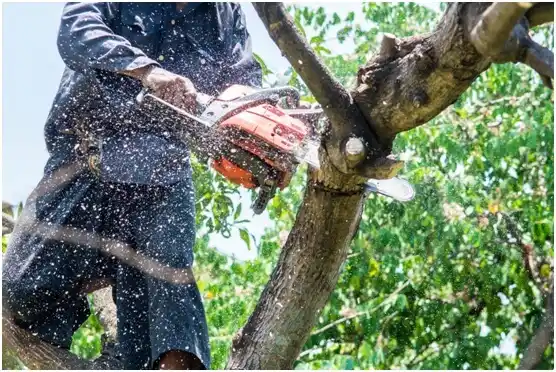 tree services Upland